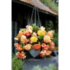 Begonia zwisająca - Splendide Ballerina - 2 szt.