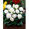 Begonia wielokwiatowa - Multiflora Maxima - biała - 2 szt.