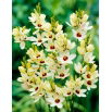 Ixia - Marquette - 25 szt.