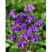 Orlik alpejski - Aquilegia alpina - 1 szt.