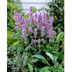Agastache, Kłosowiec - Blue Fortune