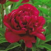 Piwonia, Paeonia - Madame Gaaudichau - sadzonka - GIGA paczka! - 50 szt.