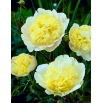 Piwonia, Paeonia - Prima Vera - sadzonka - duża paczka! - 10 szt.