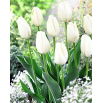 Tulipan Hakuun - duża paczka! - 50 szt.