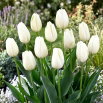 Tulipan Hakuun - duża paczka! - 50 szt.