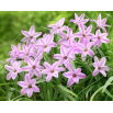 Ipheion - Ifejon - Charlotte Bishop - GIGA paczka! - 500 szt.