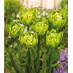Tulipan Green Bizarre - duża paczka! - 50 szt.