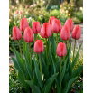 Tulipan Niigata - GIGA paczka! - 250 szt.