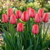 Tulipan Niigata - GIGA paczka! - 250 szt.