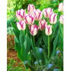 Tulipan Affaire - GIGA paczka! - 250 szt.