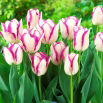 Tulipan Affaire - GIGA paczka! - 250 szt.