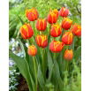 Tulipan Crossfire - GIGA paczka! - 250 szt.