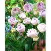 Tulipan Normandie - GIGA paczka! - 250 szt.