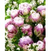 Tulipan Peggy Wonder - GIGA paczka! - 250 szt.