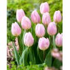 Tulipan Sweet Flag - GIGA paczka! - 250 szt.