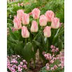 Tulipan Pink Dream - GIGA paczka! - 250 szt.