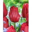 Tulipan Idol - GIGA paczka! - 250 szt.