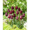 Tulipan Black Bean - GIGA paczka! - 250 szt.