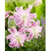 Lilia - Lotus Elegance - orientalna, pełna - GIGA paczka! - 50 szt.