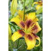 Lilia - Yellow Brush - GIGA paczka! - 50 szt.