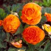 Begonia pełna - miedziana - duża paczka! - 20 szt.