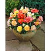 Begonia Pastel mix - GIGA paczka! - 100 szt.