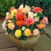Begonia Pastel mix - GIGA paczka! - 100 szt.