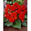 Begonia wielokwiatowa - Multiflora Maxima - czerwona - duża paczka! - 20 szt.