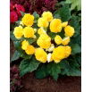 Begonia wielokwiatowa - Multiflora Maxima - żółta - GIGA paczka! - 100 szt.