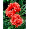 Mak wschodni - Garden Glory - GIGA paczka! - 50 szt.