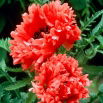 Mak wschodni - Garden Glory - GIGA paczka! - 50 szt.