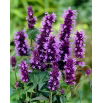 Agastache, Kłosowiec - Black Adder - duża paczka! - 10 szt.