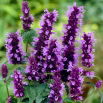 Agastache, Kłosowiec - Black Adder - duża paczka! - 10 szt.