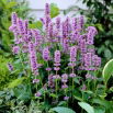 Agastache, Kłosowiec - Blue Fortune - duża paczka! - 10 szt.