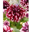 Dalia - Tartan - GIGA paczka! - 50 szt.