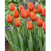 Tulipan Worlds Friend - 5 szt.