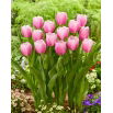 Tulipan Argos - 5 szt.