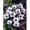 Tulipan Alba Coerulea Ocul - 5 szt.