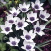 Tulipan Alba Coerulea Ocul - 5 szt.