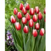 Tulipan Timeless - GIGA paczka! - 250 szt.