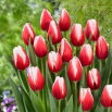 Tulipan Timeless - GIGA paczka! - 250 szt.