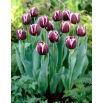 Tulipan Jackpot - 5 szt.