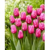 Tulipan Louvre - GIGA paczka! - 250 szt.