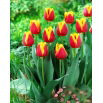 Tulipan Residence - duża paczka! - 50 szt.
