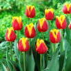 Tulipan Residence - duża paczka! - 50 szt.