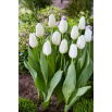Tulipan White Dynasty - 5 szt.