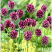 Czosnek kulisty - Allium rotundum - duża paczka! - 30 szt.