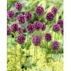 Czosnek kulisty - Allium rotundum - duża paczka! - 30 szt.