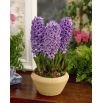 Hiacynt Purple Star - GIGA paczka! - 150 szt.