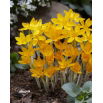 Krokus Ancyrensis - GIGA paczka! - 500 szt.